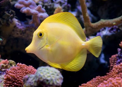 poisson