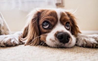 Comment prendre soin de son chien ?