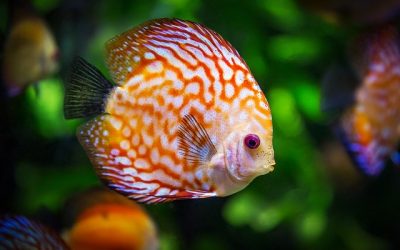 Comment bien entretenir votre aquarium à poisson ?
