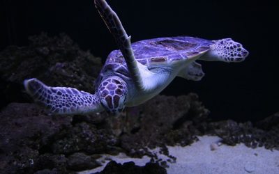 Pourquoi faut-il sauver les tortues ?