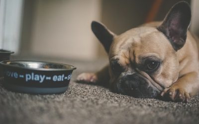 Pourquoi intégrer les croquettes industrielles dans l’alimentation canine ?