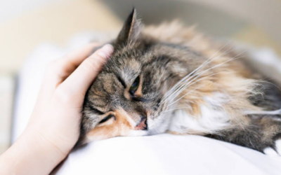 Trouver l’assurance santé adaptée à la race de chat Maine Coon