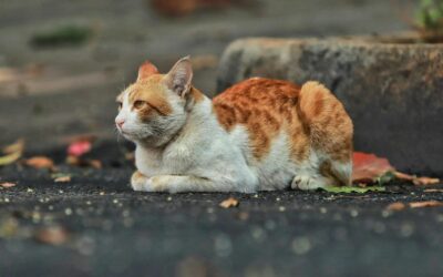 Comment préserver la vitalité de son chat âgé grâce à l’alimentation ?